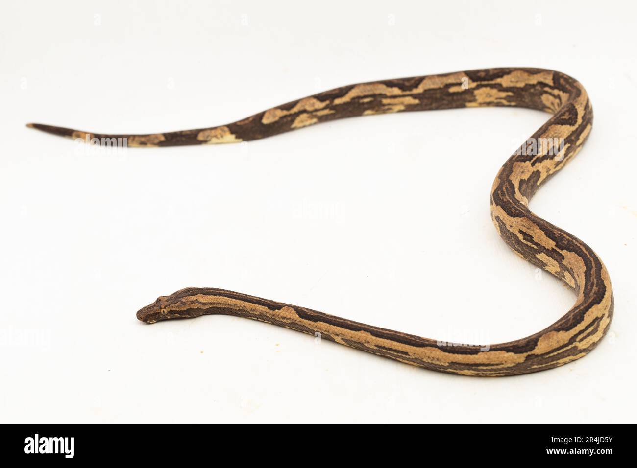 Le boa arbre indonésien Candoia carinata ou le serpent de terre du Pacifique isolé sur fond blanc Banque D'Images
