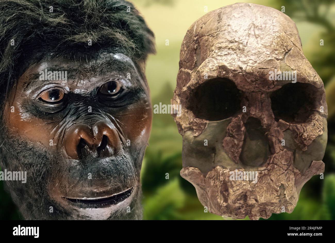 Homo habis est une espèce éteinte d'hominidés appartenant au genre Homo.il a vécu entre 2,4 et 1,44 millions d'années dans l'est et le sud de l'Afrique Banque D'Images