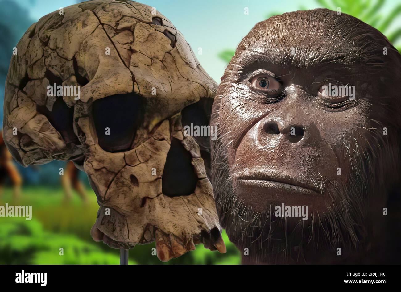 Homo habis est une espèce éteinte d'hominidés appartenant au genre Homo.il a vécu entre 2,4 et 1,44 millions d'années dans l'est et le sud de l'Afrique Banque D'Images