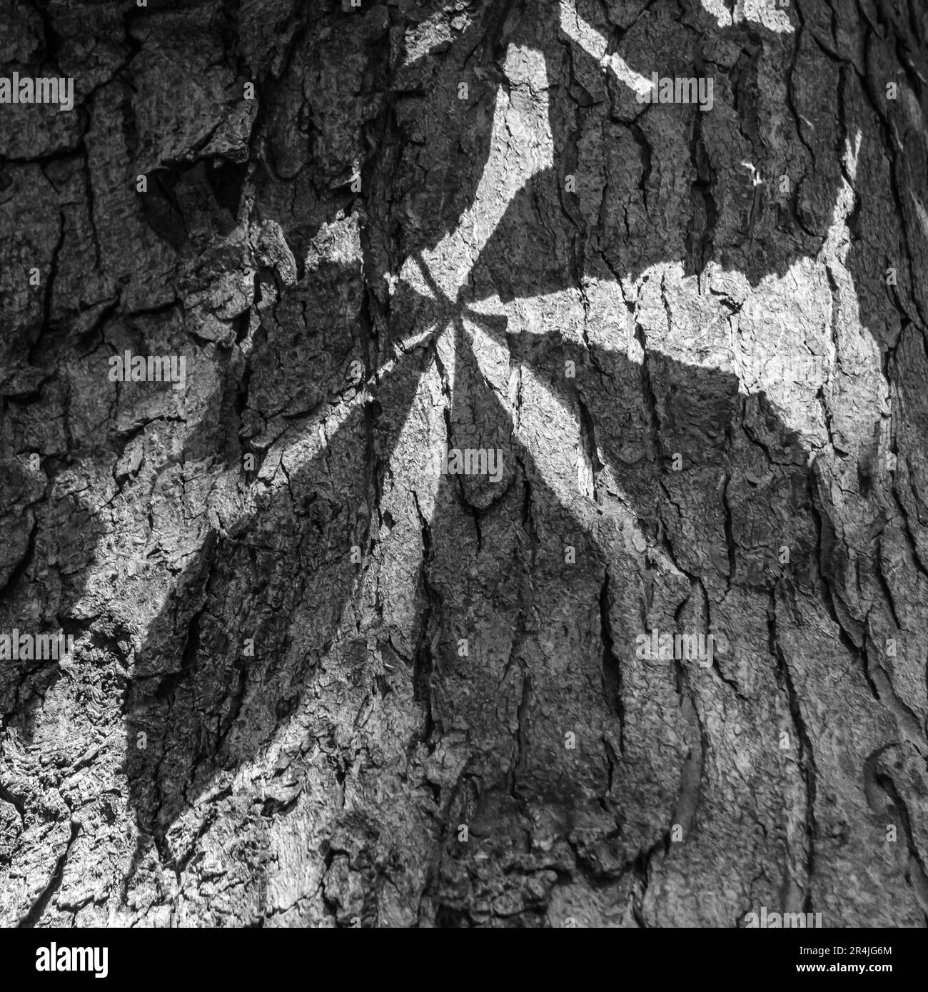 Ombre d'une feuille de châtaigne de cheval (Aesculus hippocastanum) sur le tronc de l'arbre Banque D'Images