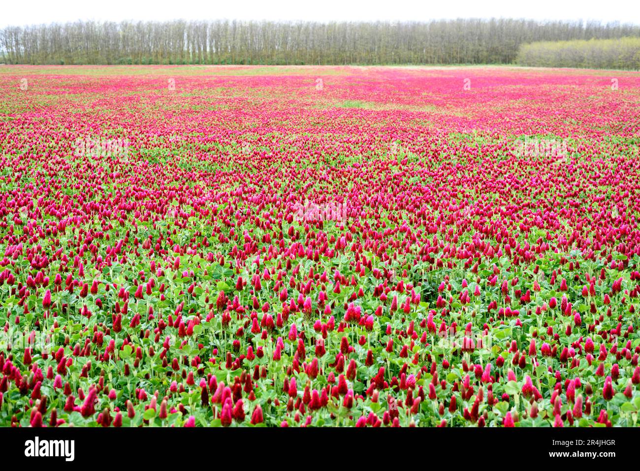 Paysage. Trifolium incarnatum, connu sous le nom de trèfle cramoisi ou trèfle italien, est une espèce de plante à fleurs à croissance courte de la famille des Fabaceae, nati Banque D'Images