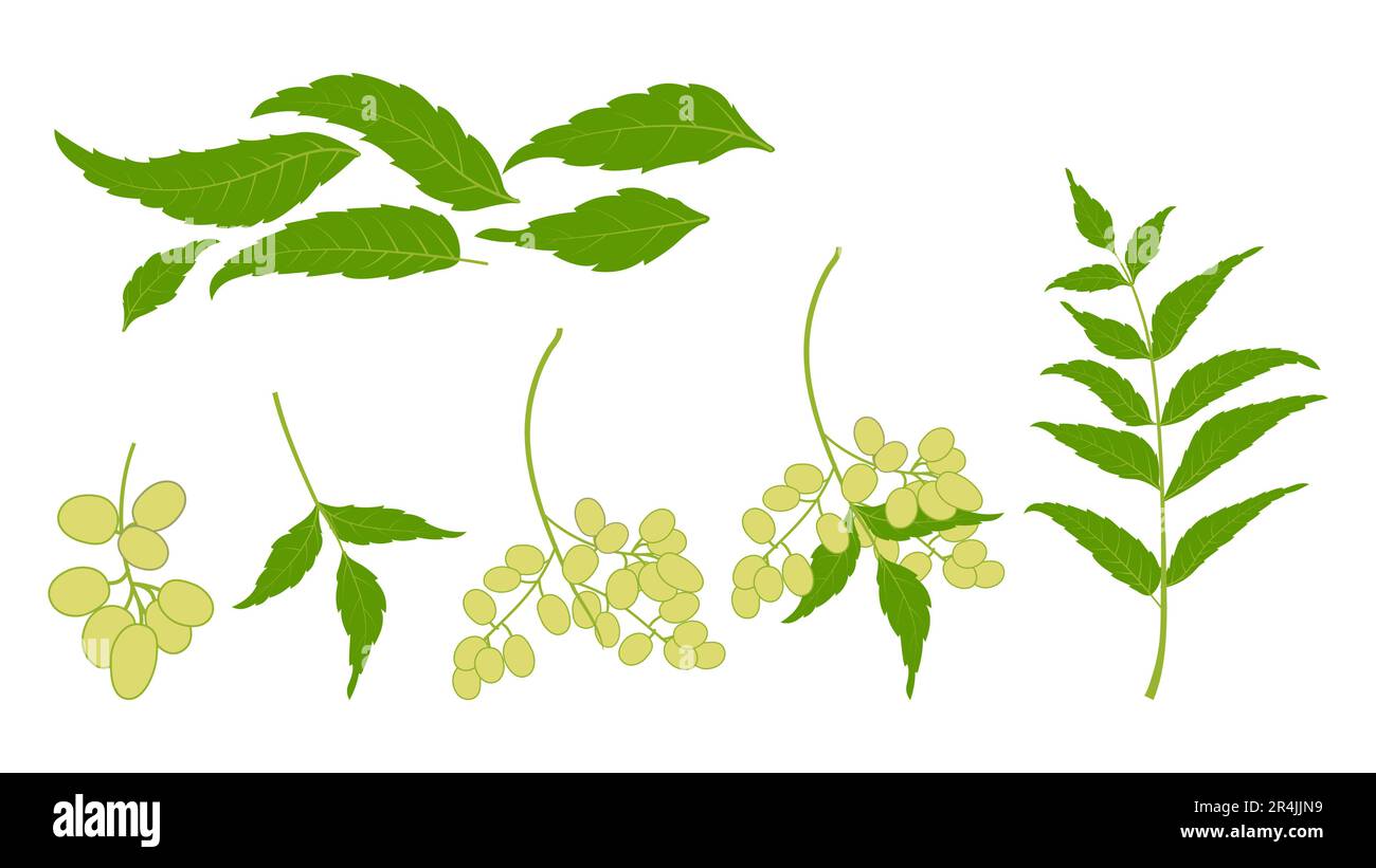 Neem plante neem feuille ensemble neem huile ayurvédique herbe illustration neem arbre medinale arbre Illustration de Vecteur