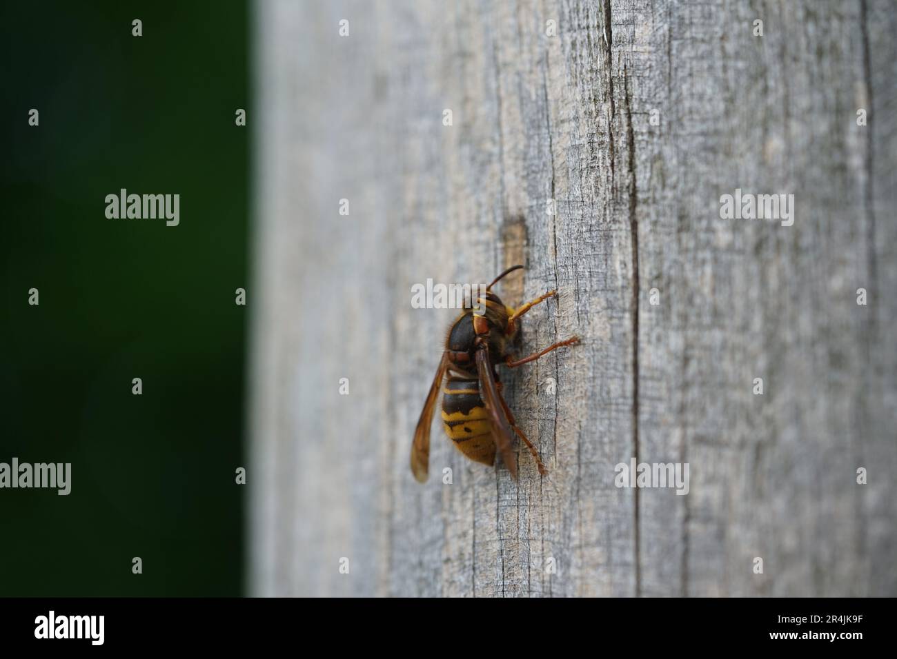 Hornisse, Un hornet sur un morceau de bois Banque D'Images