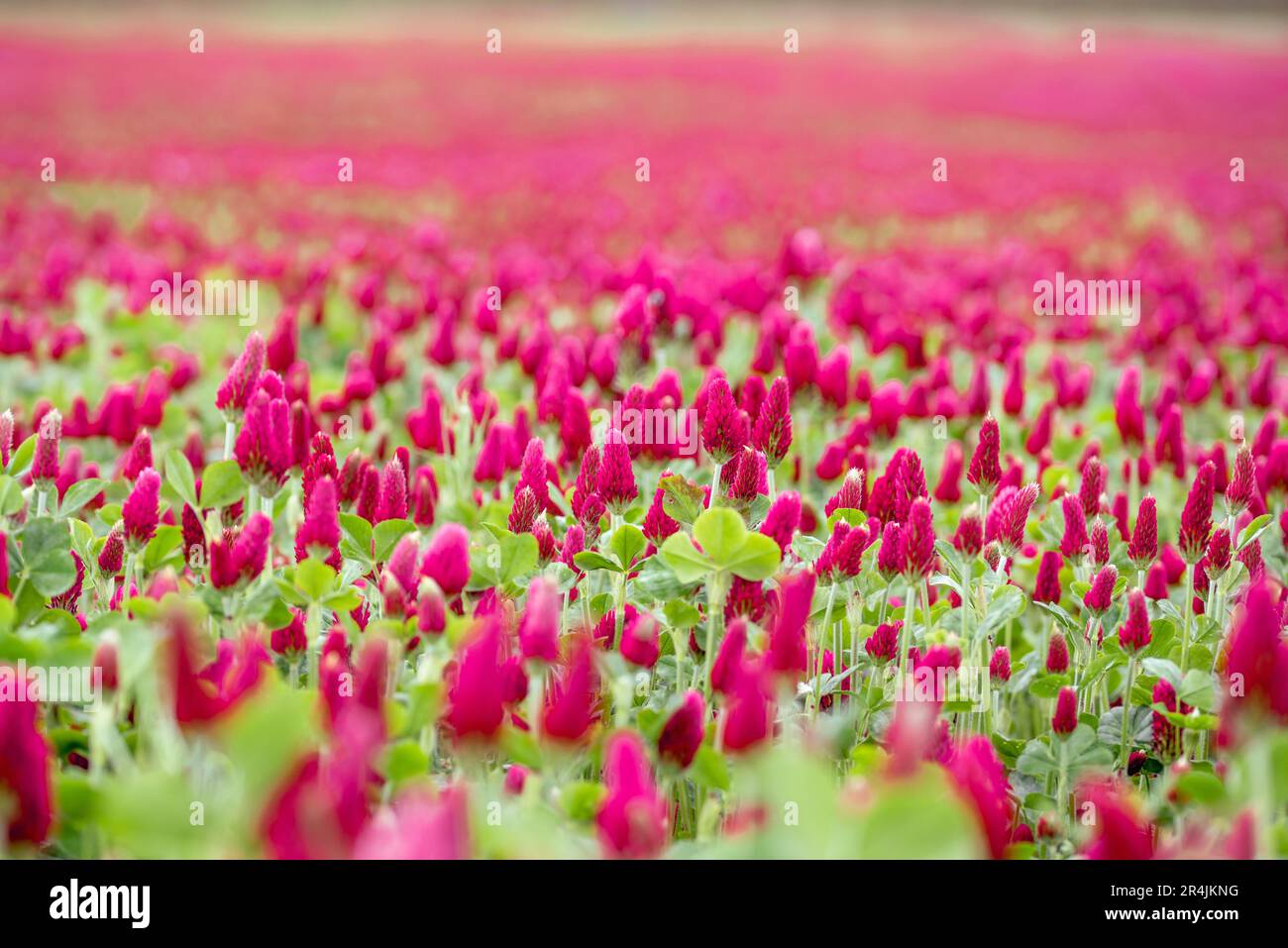 Paysage. Trifolium incarnatum, connu sous le nom de trèfle cramoisi ou trèfle italien, est une espèce de plante à fleurs à croissance courte de la famille des Fabaceae, nati Banque D'Images