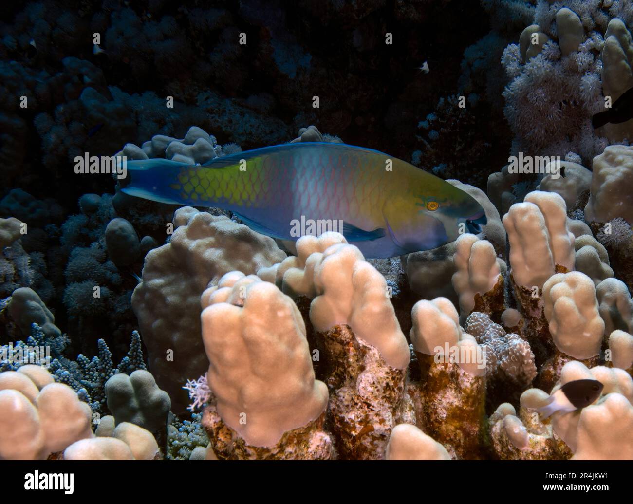 Un parrotfish rusty (Scarus ferrugineus) dans la mer Rouge, Egypte Banque D'Images