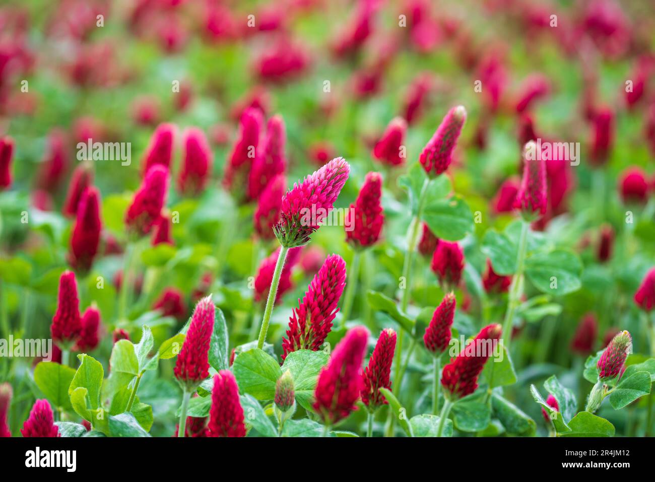 Paysage. Trifolium incarnatum, connu sous le nom de trèfle cramoisi ou trèfle italien, est une espèce de plante à fleurs à croissance courte de la famille des Fabaceae, nati Banque D'Images