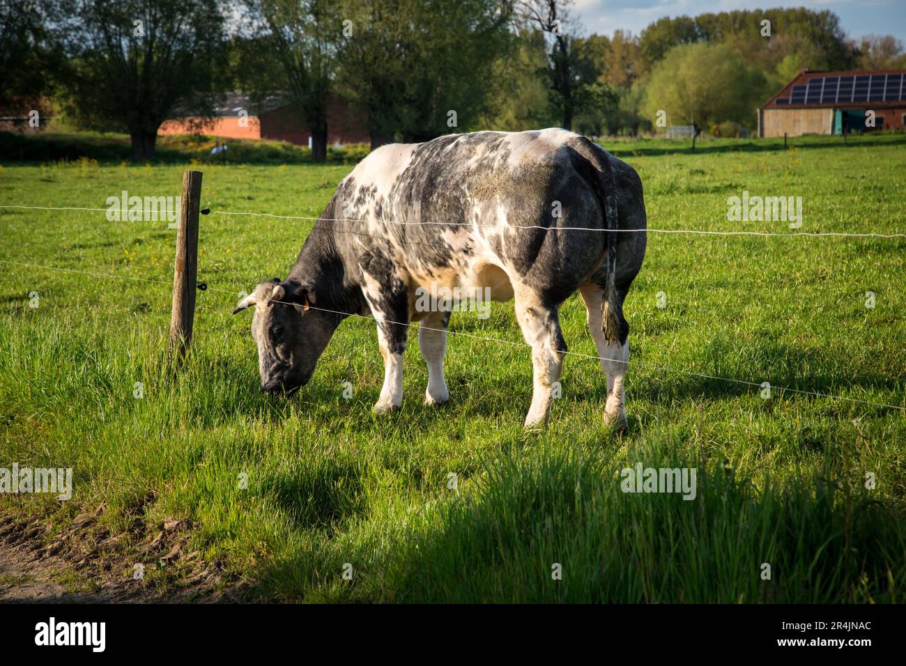 Bovins bleus belges en Flandre orientale par une journée de printemps idyllique Banque D'Images