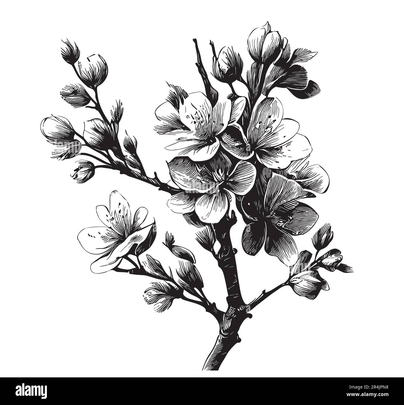 Dessin sakura de cerise sauvage dessiné à la main dans une illustration de style Doodle Illustration de Vecteur