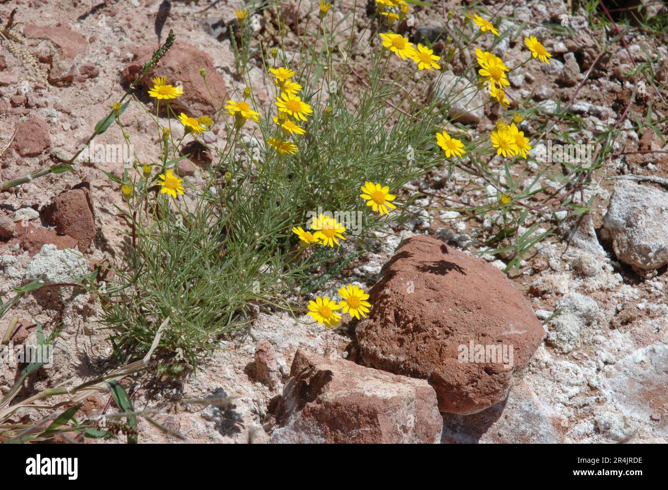 La feuille indigène à cinq aiguilles, la dystopie dorée ou l'herbe à poux, est une plante vivace ou un sous-arbuste de la famille des Asteraceae. Situé le long du sud-ouest des États-Unis Banque D'Images