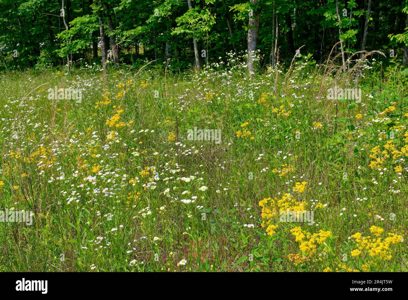 Champ rempli de fleurs sauvages avec des pâquerettes de butterweed fulabane et de hautes herbes avec une forêt en arrière-plan le long de la route, par une journée ensoleillée tard Banque D'Images Champ rempli de fleurs sauvages avec des pâquerettes de butterweed fulabane et de hautes herbes avec une forêt en arrière-plan le long de la route, par une journée ensoleillée tard Banque D'Images