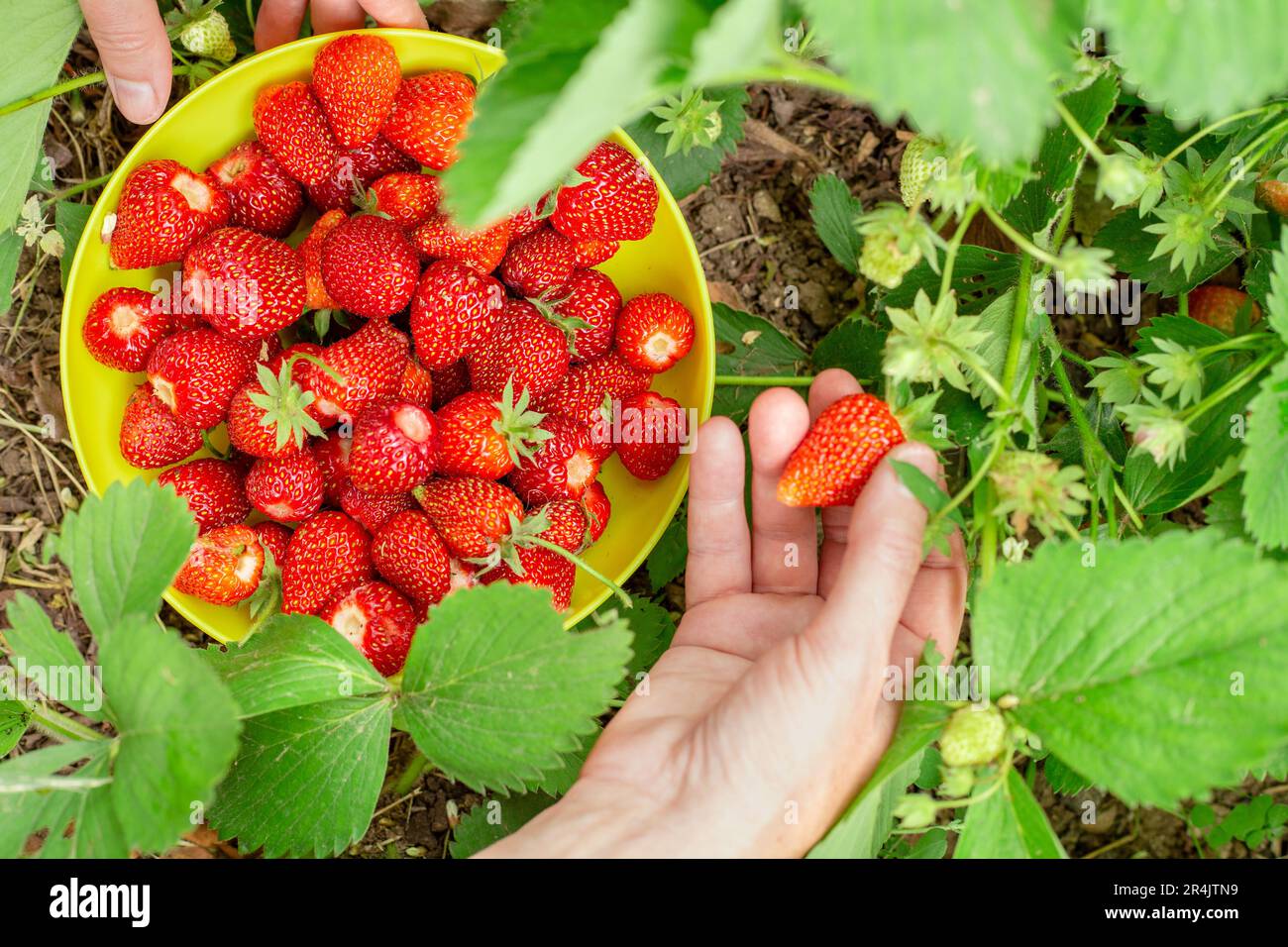 Récolte de fraises. Un bol rempli de fraises rouges mûres cueillies par une femme. Banque D'Images