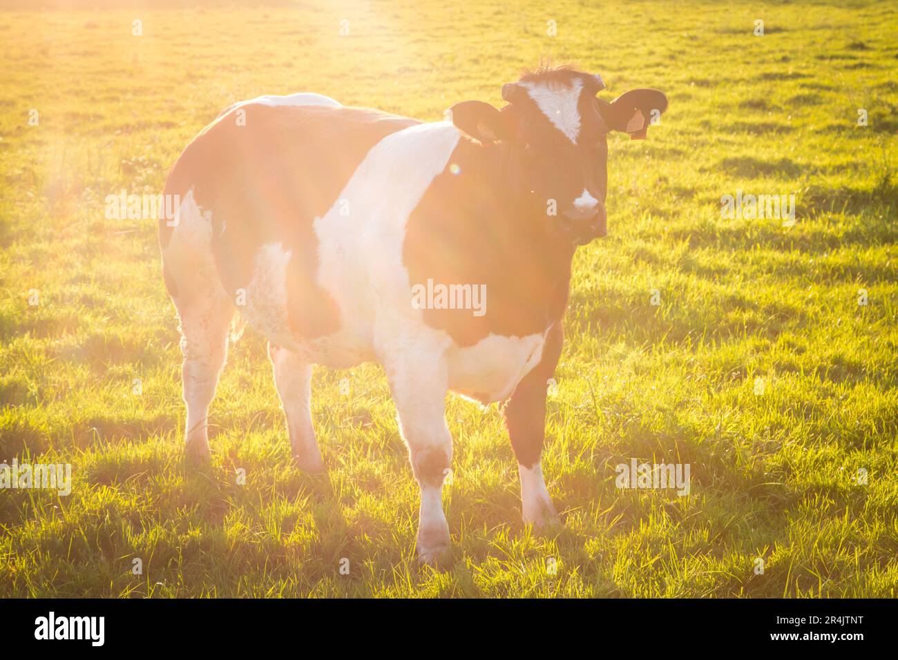 Bovins bleus belges en Flandre orientale par une journée de printemps idyllique Banque D'Images