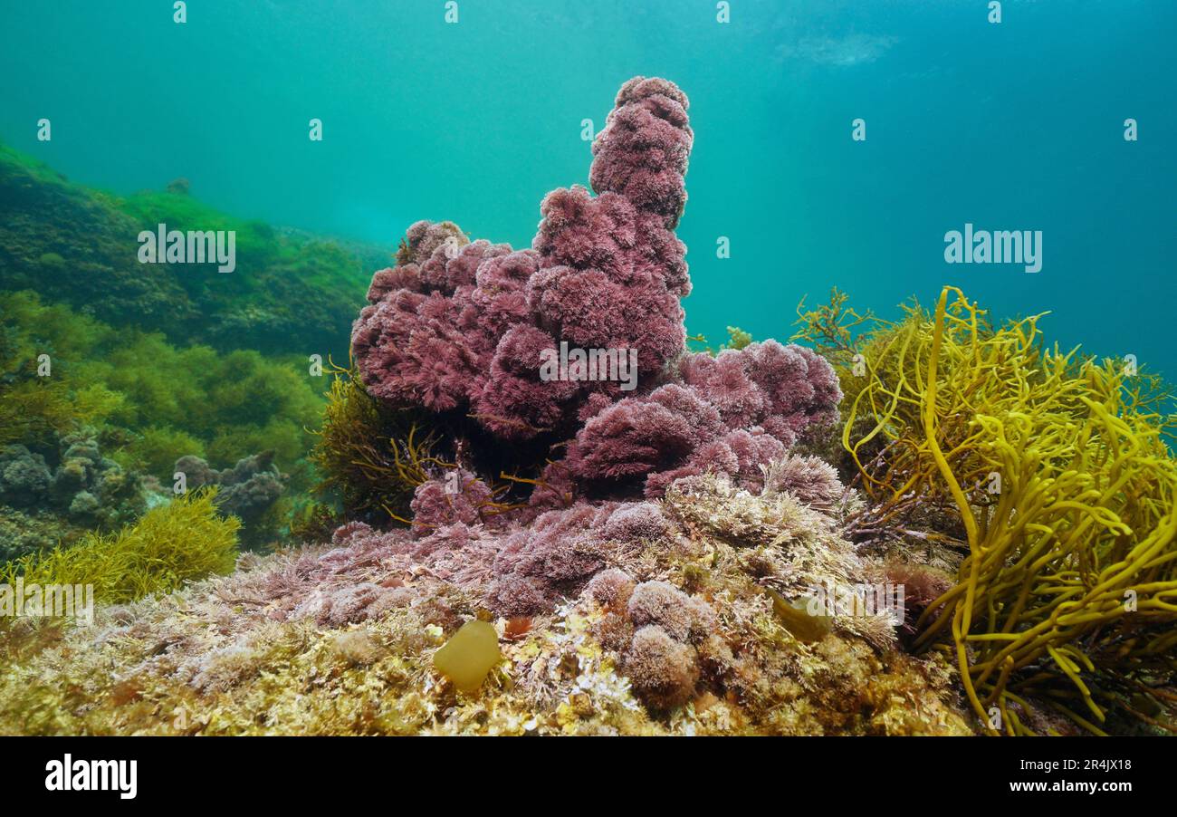 Algue rouge Jania rubens, l'herbe de corail à perles fines, sous l'océan Atlantique, scène naturelle, Espagne, Galice Banque D'Images