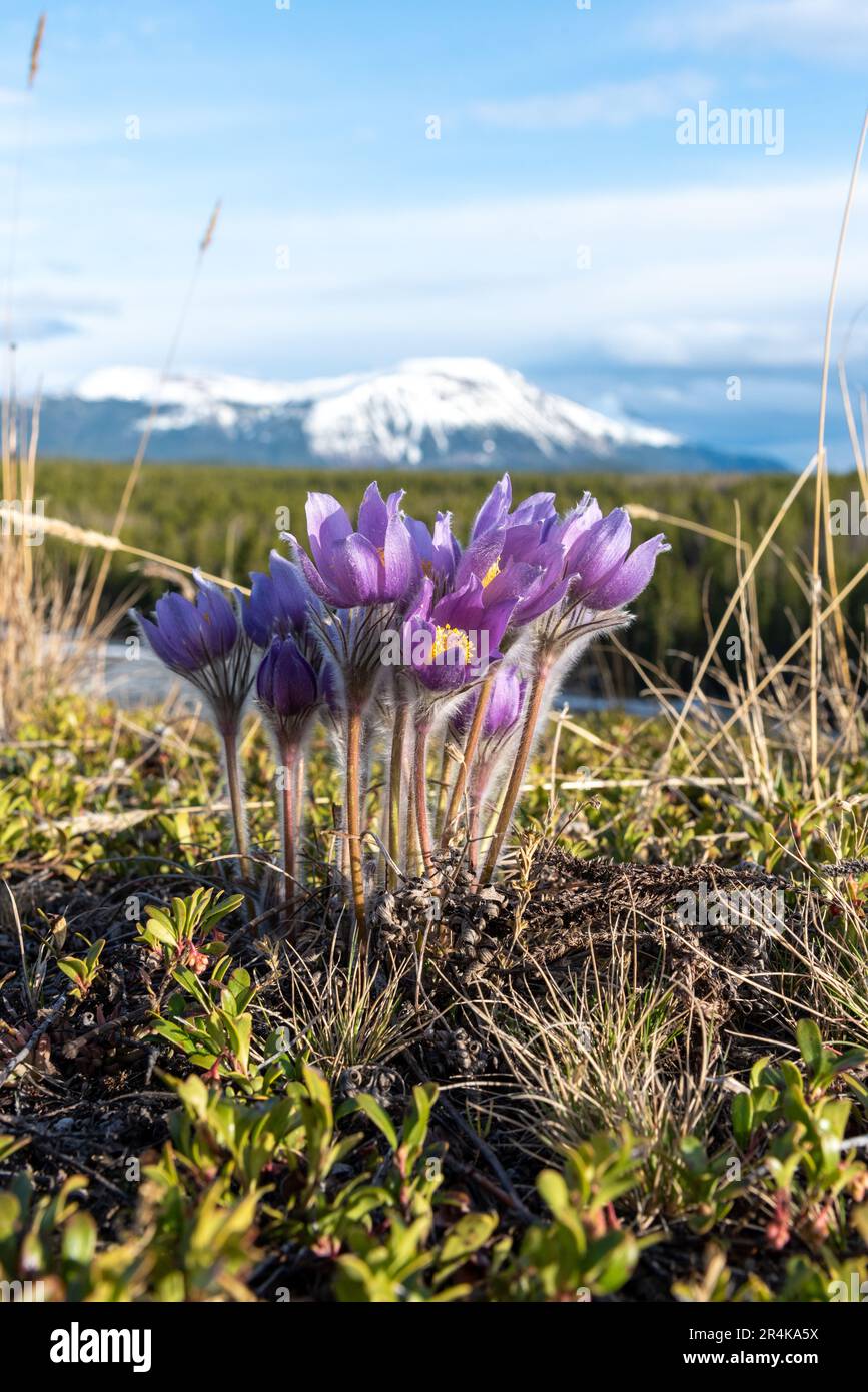 La fleur de crocus pasque du Yukon fleurit au printemps dans le nord du Canada. Entouré de verdure en mai et offrant une vue sur la montagne enneigée. Banque D'Images