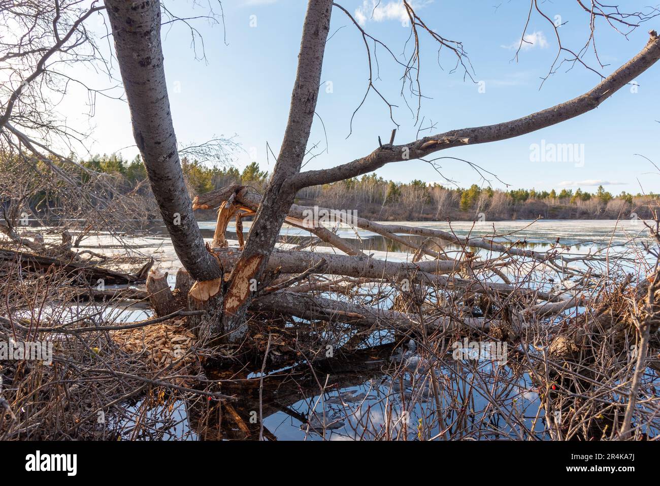 Arbres en milieu naturel dans la forêt boréale du Canada qui ont été mâchés par un castor des deux côtés de la flore. Vue sur le côté d'un lac calme. Banque D'Images