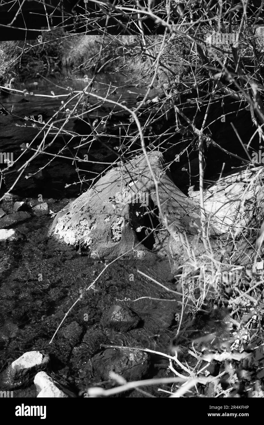 Un barrage typique de castor au milieu de la rivière dans un noir et blanc monochrome. Banque D'Images