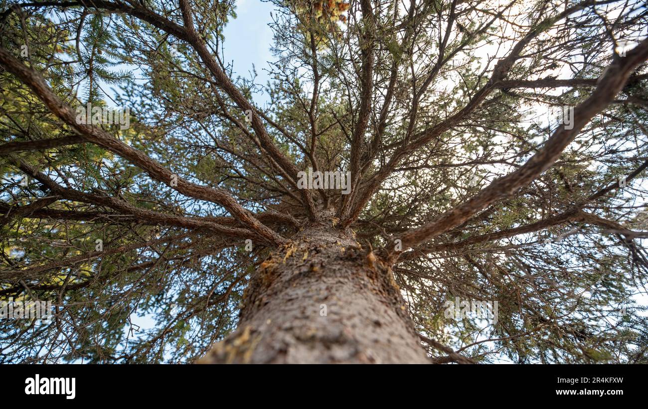 Ci-dessous, vue vers le haut d'un épicéa dans la forêt boréale du Canada avec fond bleu ciel. Banque D'Images