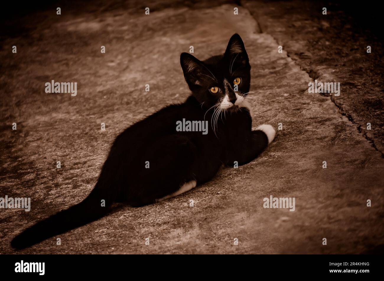 Un chaton de tuxedo sauvage est photographié, 22 mai 2023, à Coden, Alabama. Banque D'Images