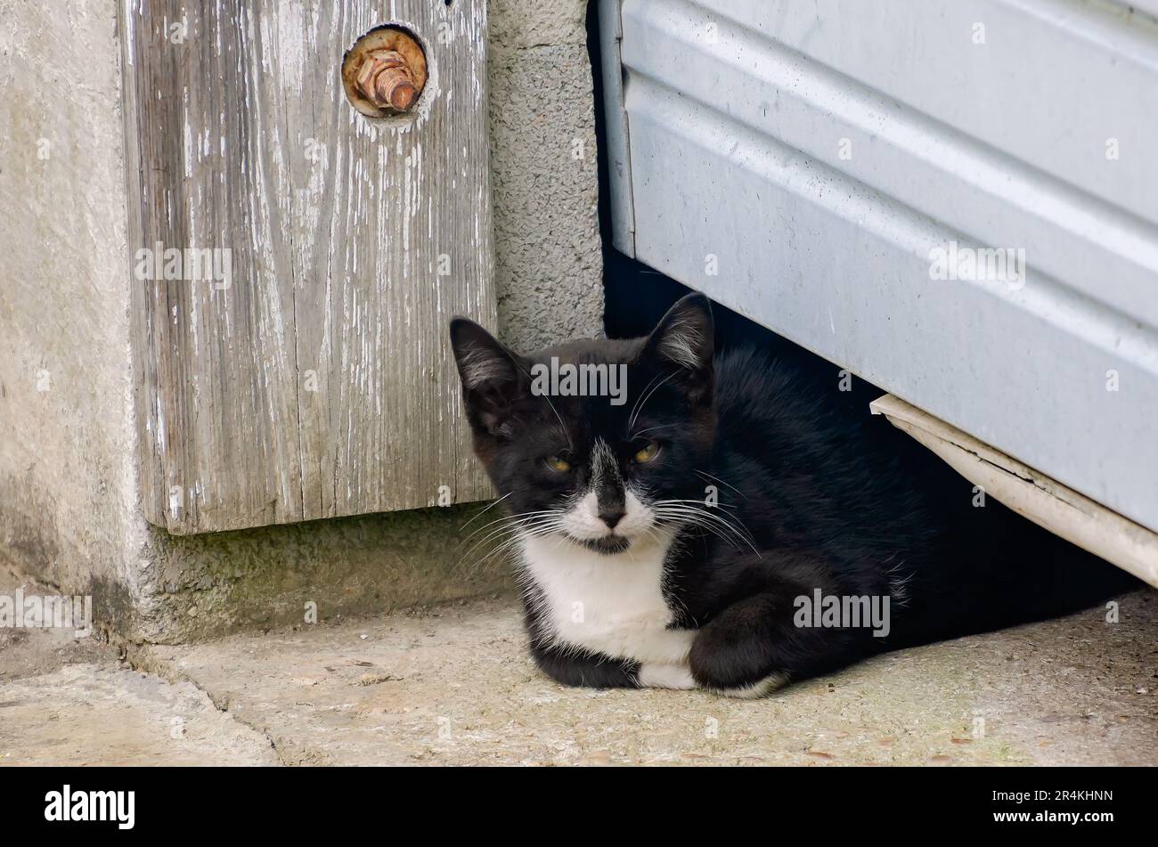 Un chaton de tuxedo sauvage est photographié, 22 mai 2023, à Coden, Alabama. Banque D'Images