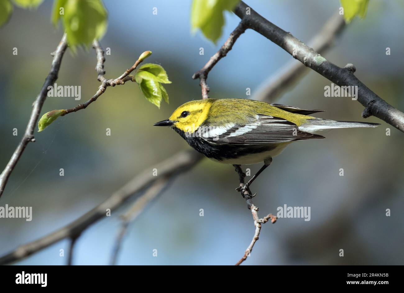 Gros plan de la Paruline verte à gorge noire perçant sur une branche feuillue durant la migration printanière, Ontario, Canada. Le nom scientifique est Dendroica virens Banque D'Images