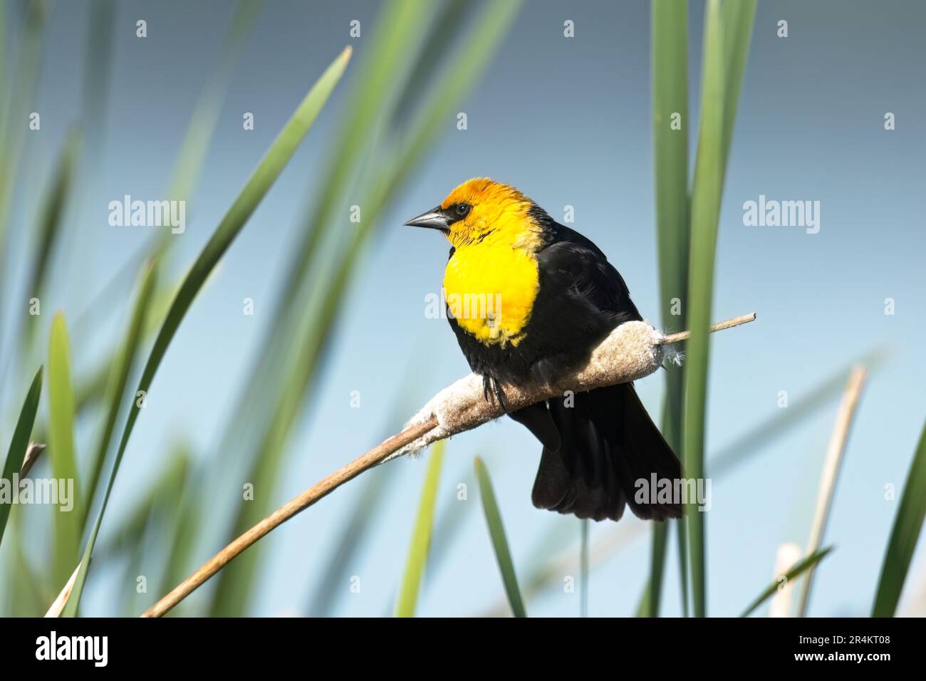Un adorable blackbird à tête jaune est perché sur un haut-chat dans une zone marécageuse près du lac Liberty, dans l'État de Washington. Banque D'Images