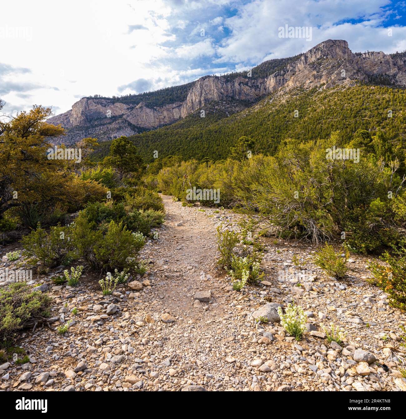 The Eagles Nest Loop et The Spring Mountains Range, Spring Mountains National Recreation Area, Nevada, États-Unis Banque D'Images