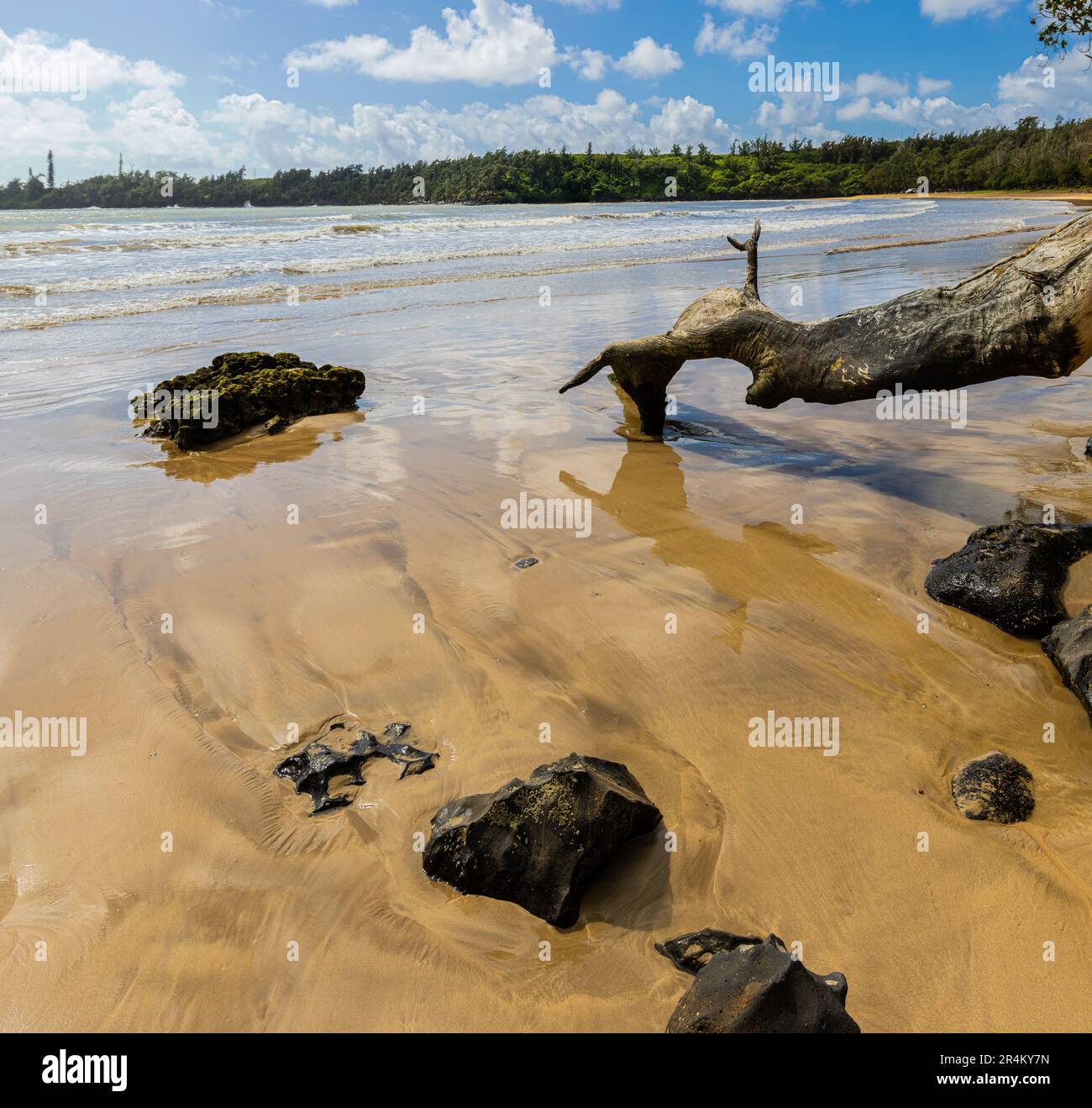 Driftwood sur le sable doré de Hanamaulu Beach, Lihue, Kauai, Hawaii, États-Unis Banque D'Images