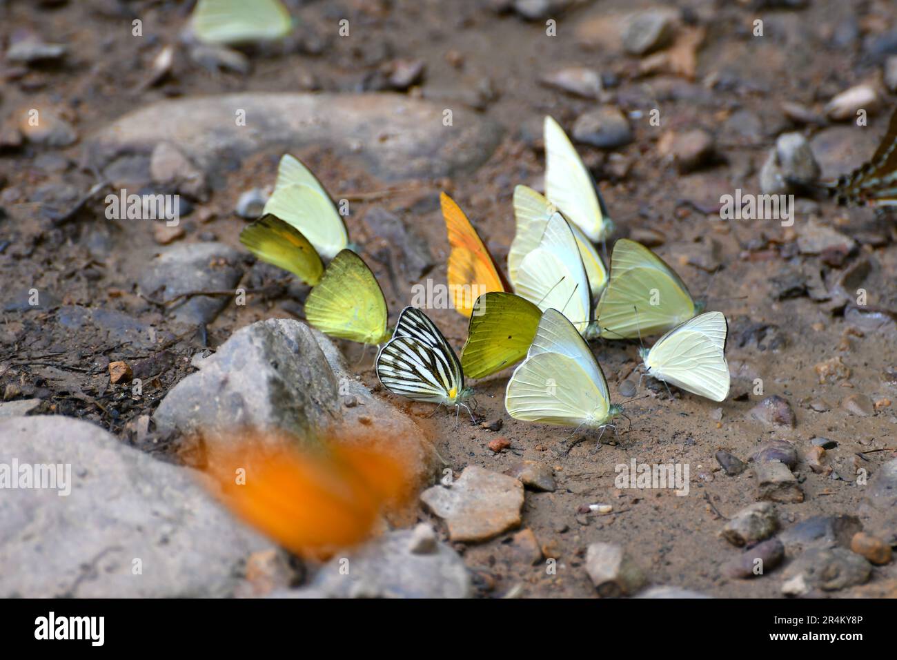 Papillon au parc national de Kaeng Krachan, Thaïlande. On trouve environ 300 espèces de papillons dans le parc de mars à juin chaque année. Banque D'Images