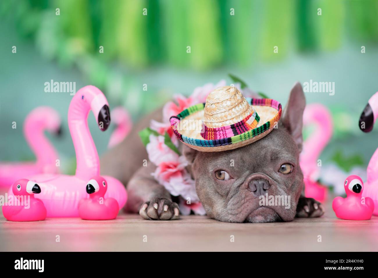 Chien Bulldog français drôle avec guirlande de fleurs tropicales, chapeau de paille d'été et flamants de caoutchouc en face de fond vert Banque D'Images Chien Bulldog français drôle avec guirlande de fleurs tropicales, chapeau de paille d'été et flamants de caoutchouc en face de fond vert Banque D'Images
