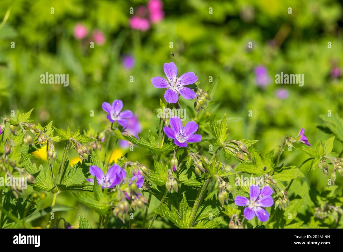 Fleurs de crâne en bois sur un pré d'été Banque D'Images
