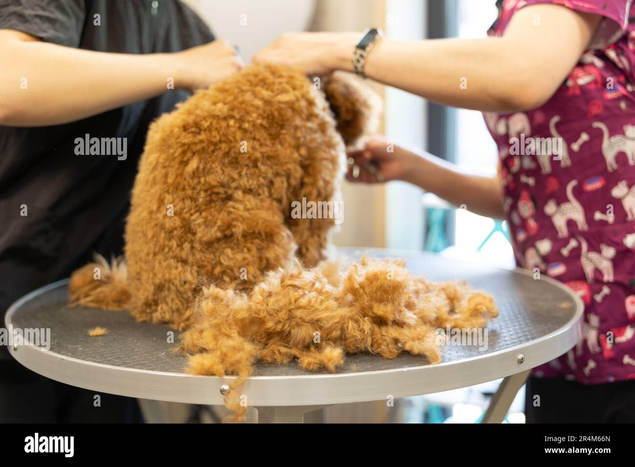 tondeuse cheveux de chien bouclés en ciseaux dans un salon de toilettage. Concept de soins pour animaux. Banque D'Images