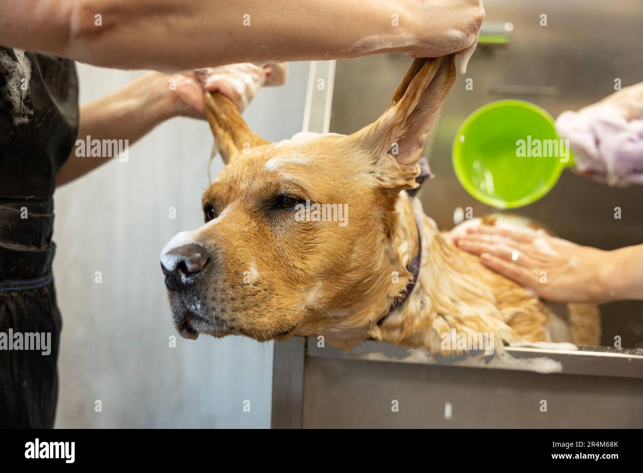 Les femmes groomers lavant doucement le chien Labradoodle avec du shampooing dans la salle de bains au salon de toilettage. Concept de soins et de toilettage pour chiens. Banque D'Images