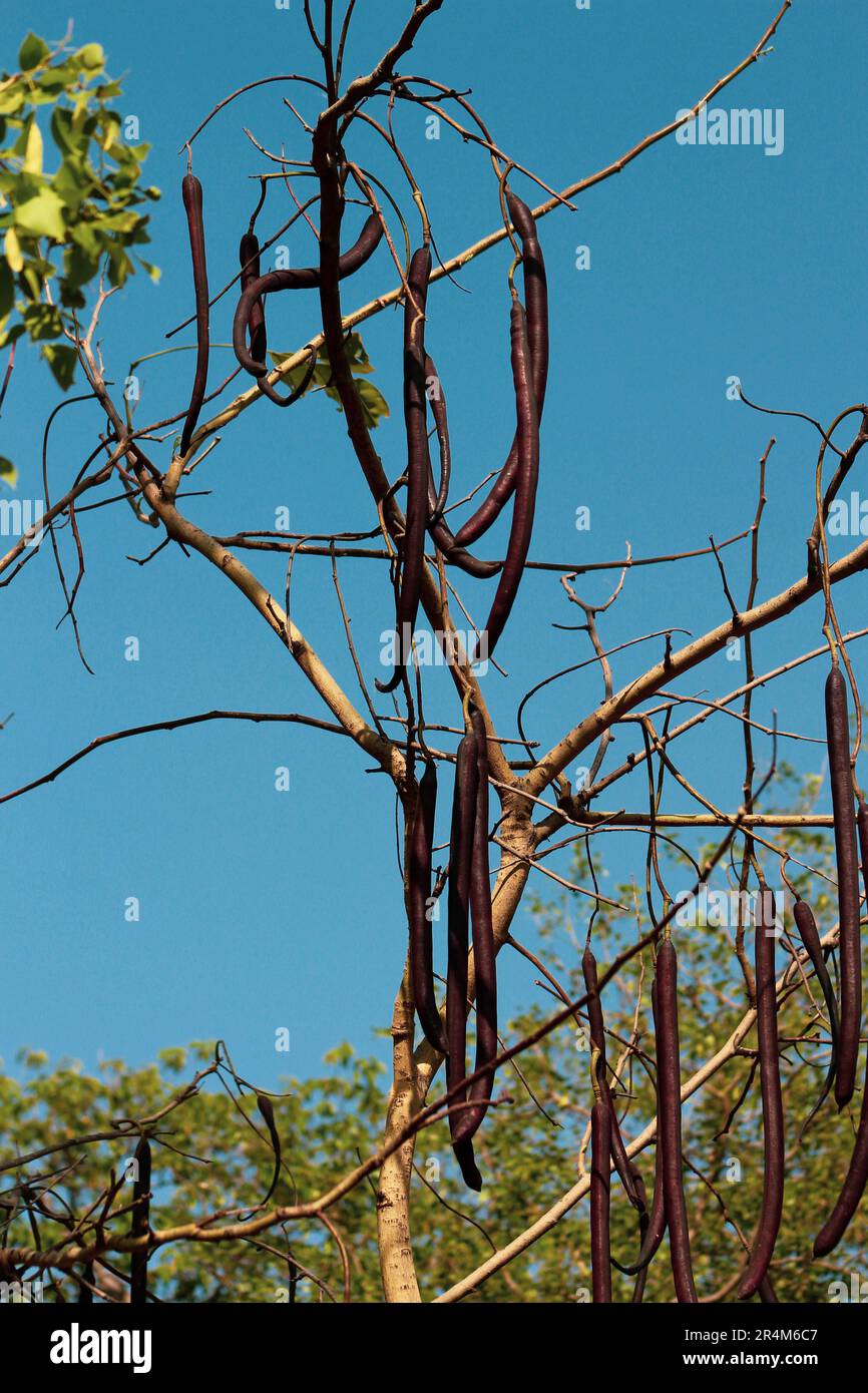 Arbre de fistule de Cassia avec ciel bleu Banque D'Images