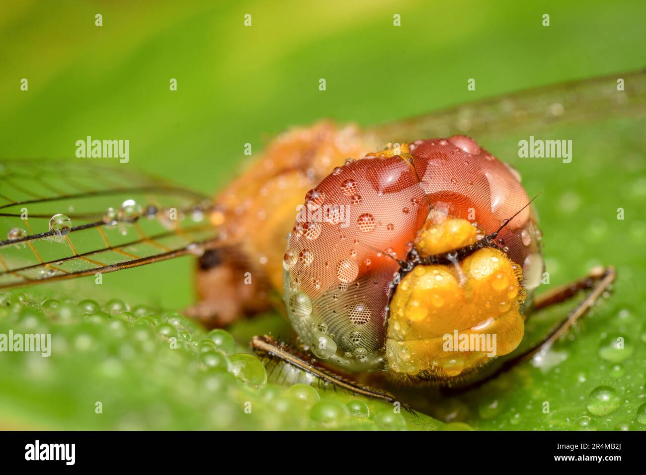 photo macro détaillée d'une libellule Banque D'Images