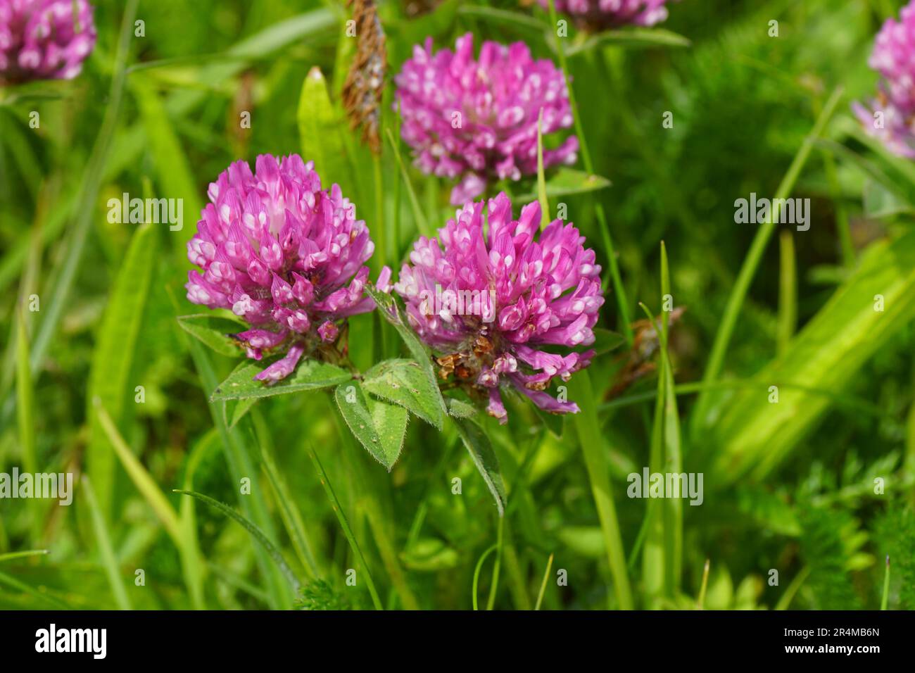 Gros plan de fleurs de trèfle rose (Trifolium pratense), famille des haricots Fabaceae dans l'herbe. Printemps, mai Banque D'Images