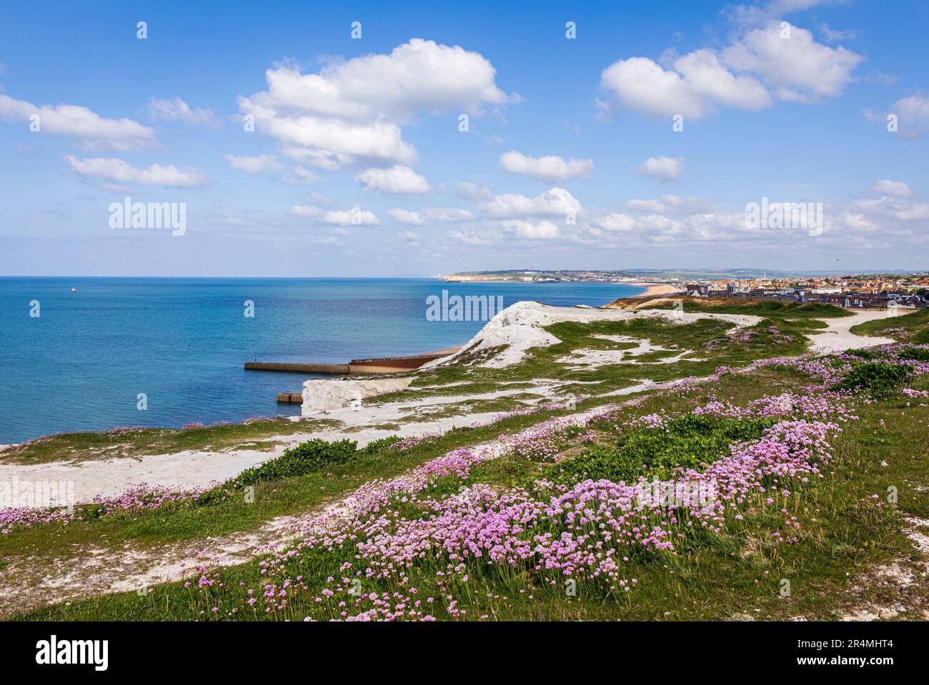 Mai la mer rose pousse sur le bord des falaises à Seaford Head sud bas East Sussex sud est Angleterre Banque D'Images