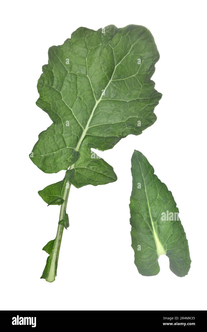 Le viol - Brassica napus Banque D'Images