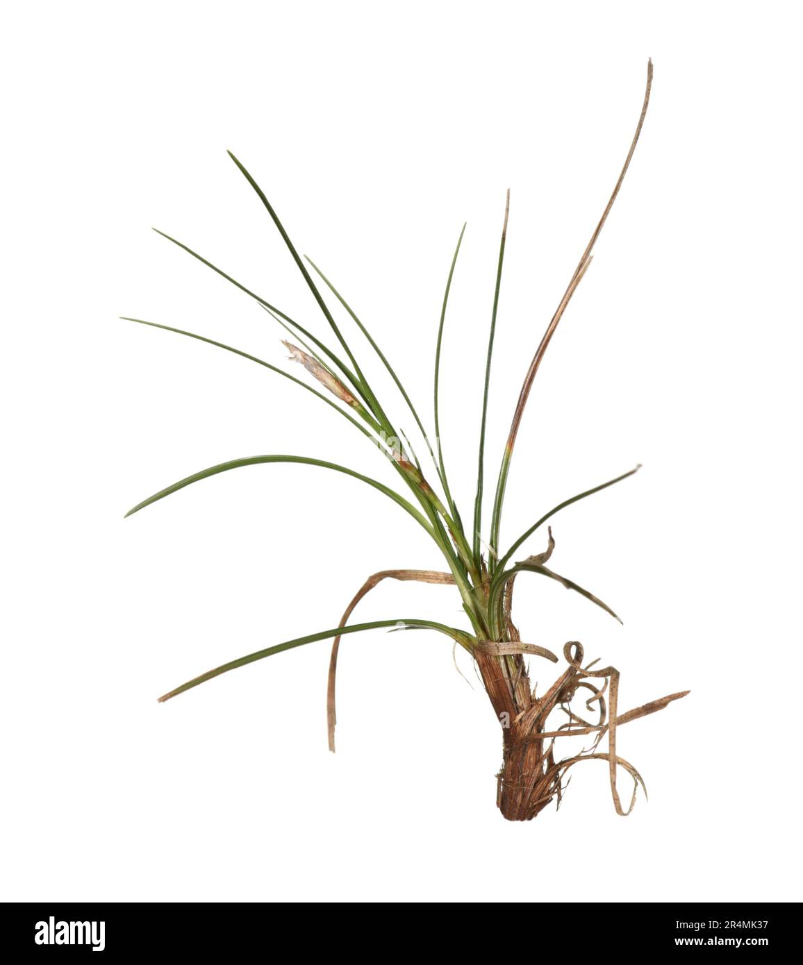 Nain - Carex humilis Banque D'Images
