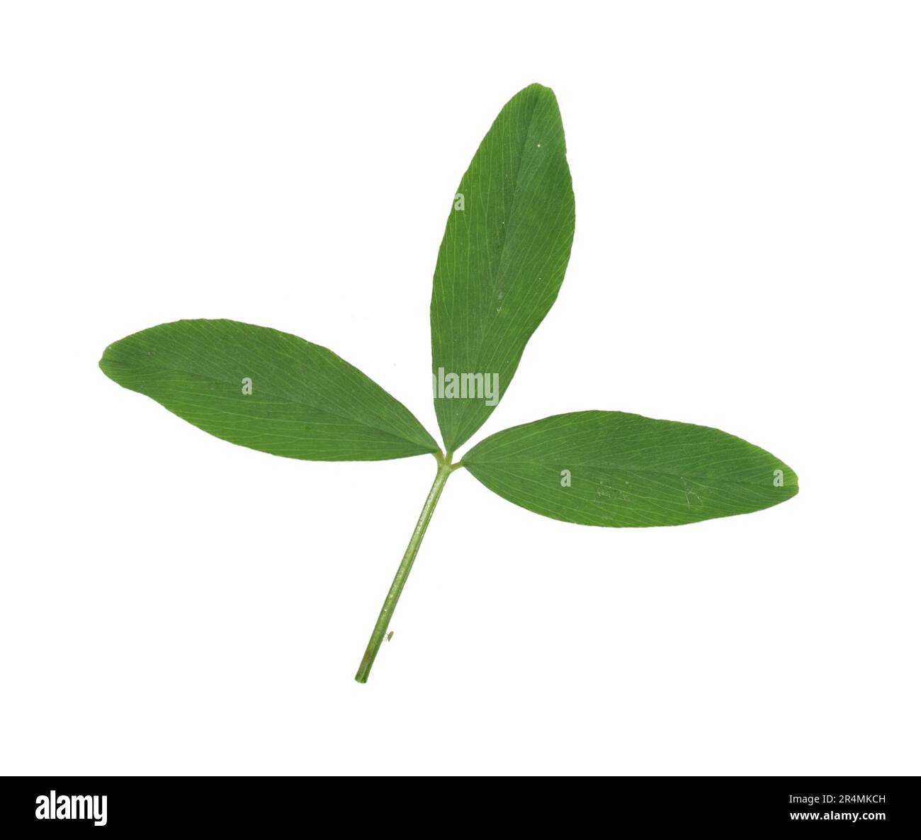 Trèfle égyptien - Trifolium alexandrinum Banque D'Images