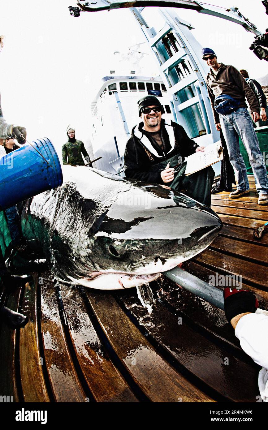 Expédition l'équipage Great White mène des recherches sur un requin blanc mature. Banque D'Images