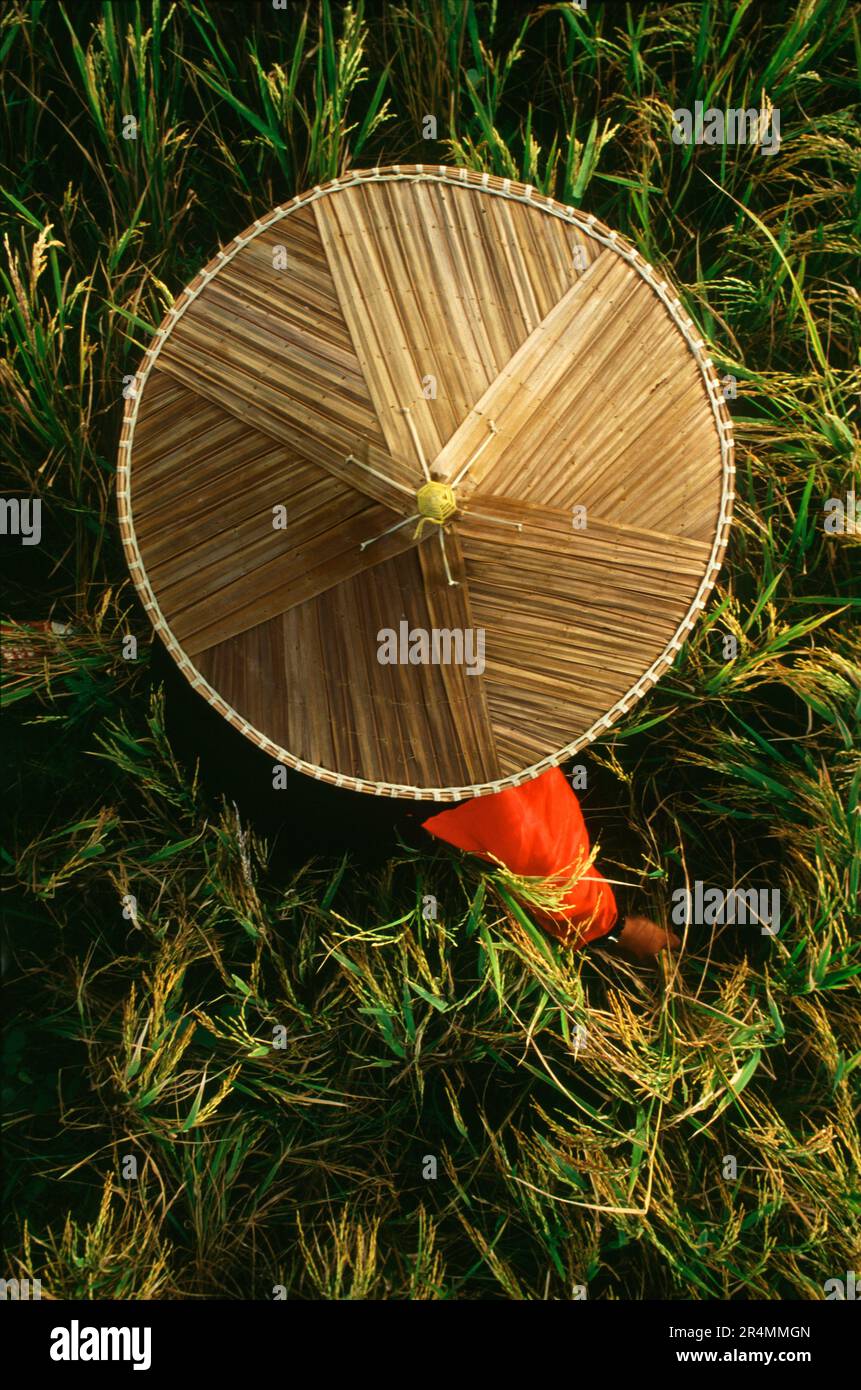 Une vue d'en haut d'un homme avec un chapeau de paille assis dans un champ de ricefield Banque D'Images