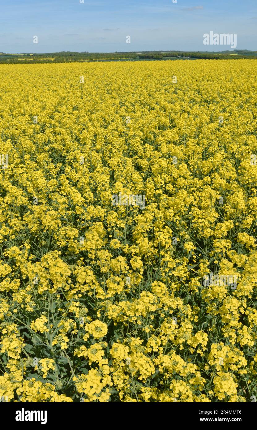 Le viol - Brassica napus Banque D'Images