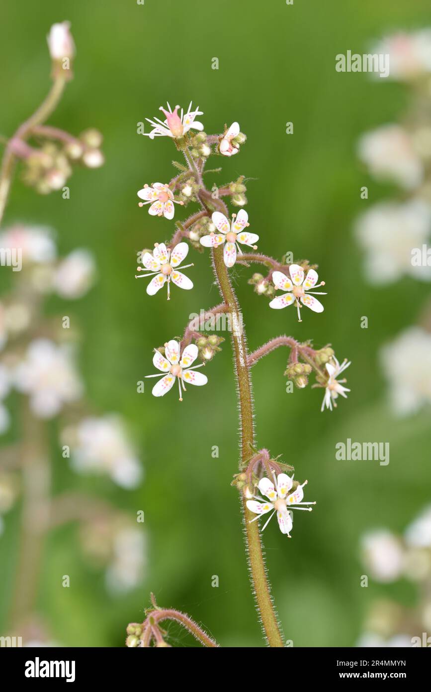 Londres - Saxifraga x urbium Banque D'Images