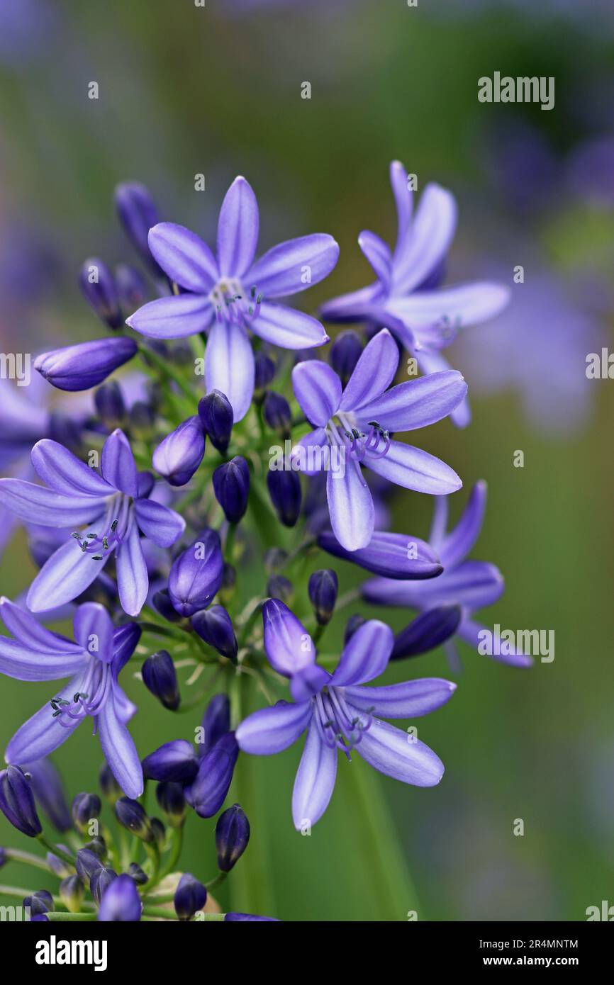 Le lys bleu africain, Agapanthus, fleurit de près avec un fond flou de feuilles. Banque D'Images