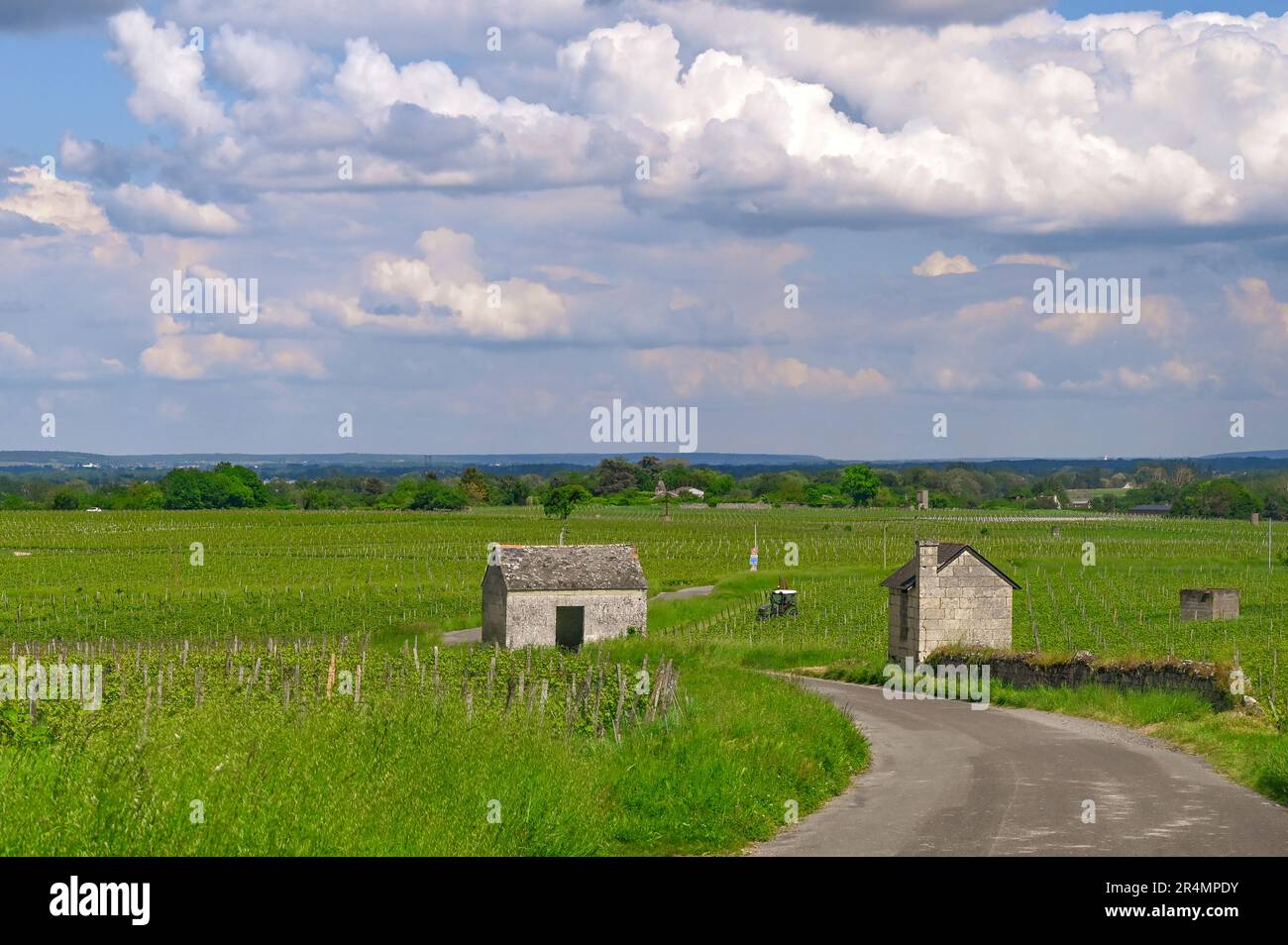 Un vignoble typique de la vallée de la Loire entre Parnay et Saumur dans la vallée du patrimoine mondial de la Loire, en France Banque D'Images