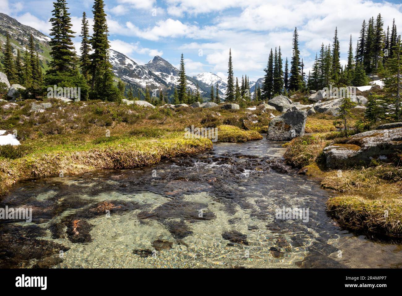 Un ruisseau traverse une prairie de montagne alpine en Colombie-Britannique. Banque D'Images