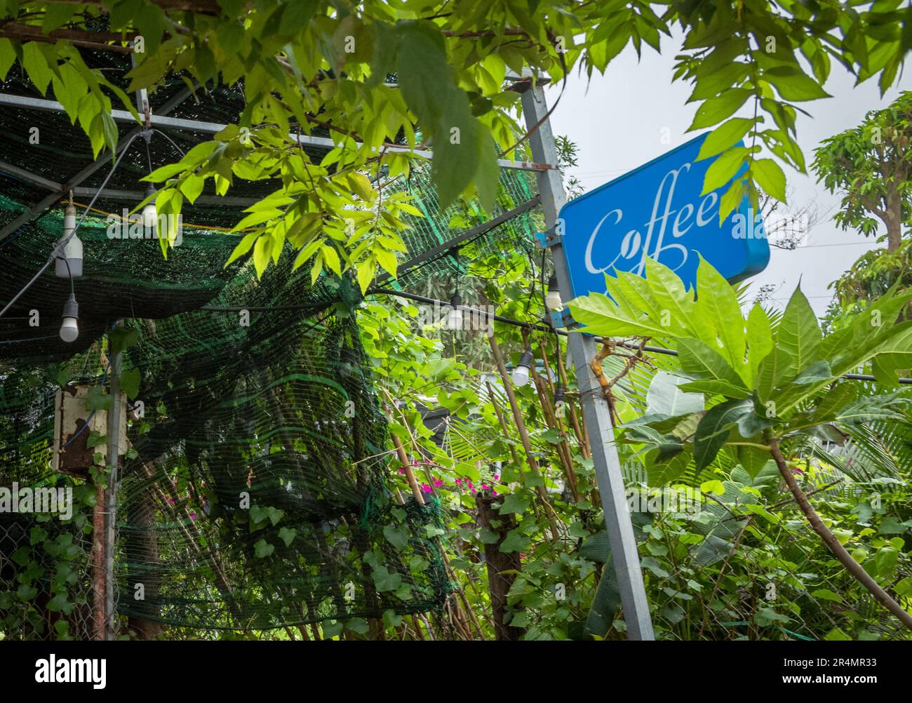 Un signe bleu indiquant les pics de 'café' derrière le feuillage à Danag, Vietnam. Banque D'Images