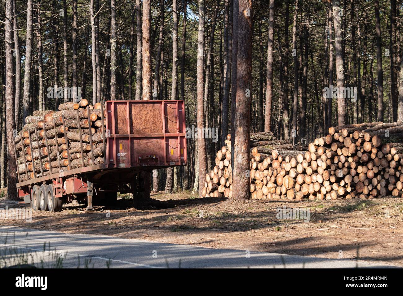 Bois de chauffage fraîchement préparé dans la forêt à feuilles persistantes et prêt pour le transport. Dommages environnementaux, questions écologiques concept Banque D'Images