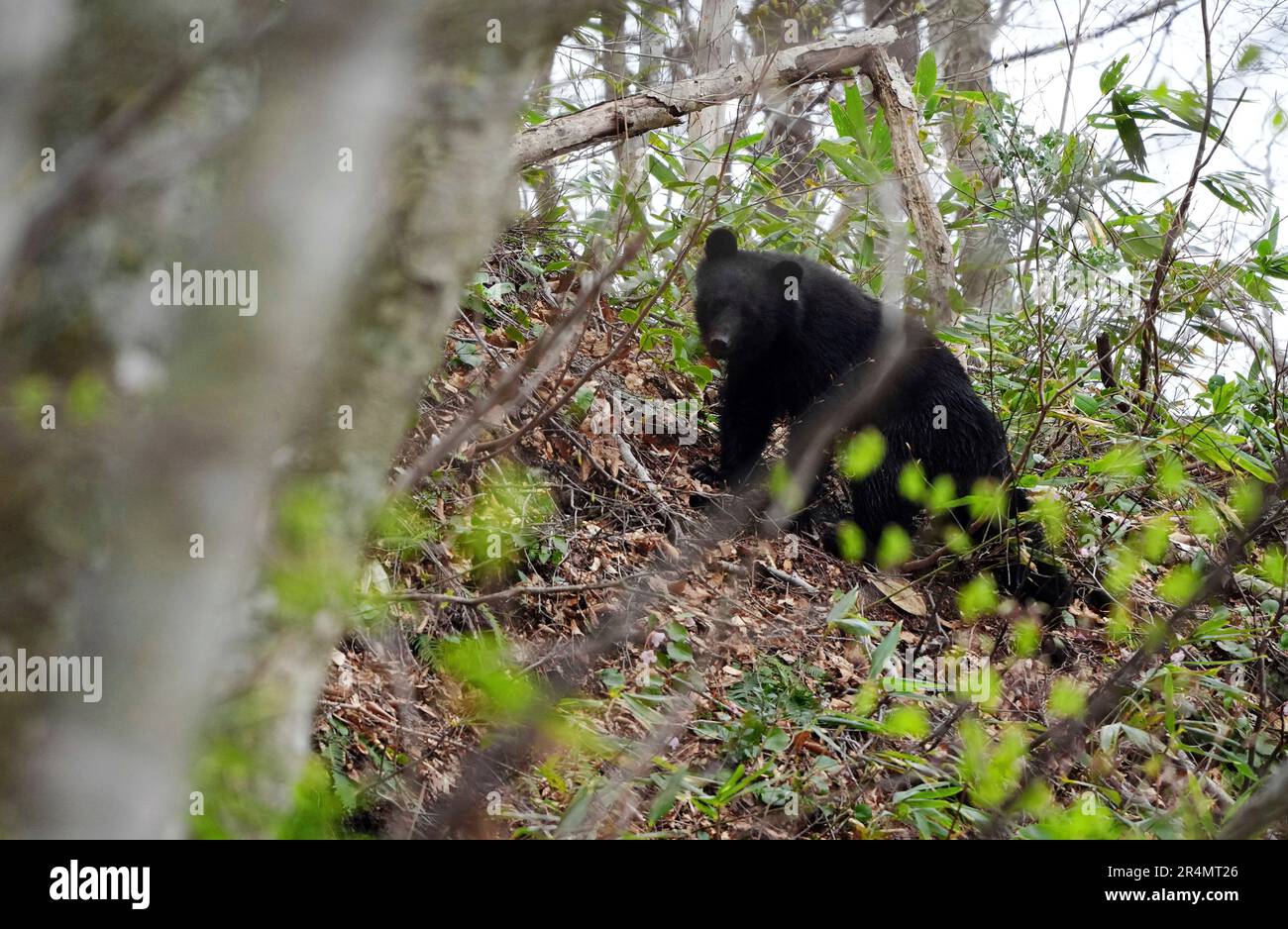 A Japanese bear which came out from hibernation searches for food at the Shirakami Sanchi in Fujisato Town, Akita Prefecture on April 19, 2023. The Shirakami Sanchi, 130,000-hectare mountainous region, straddles Aomori and Akita prefectures. In 1993, the 16,971 hectare of the region was registered as Japan's first UNESCO World Heritage Site, along with Yakushima Island in Kagoshima Prefecture.( The Yomiuri Shimbun via AP Images ) Banque D'Images
