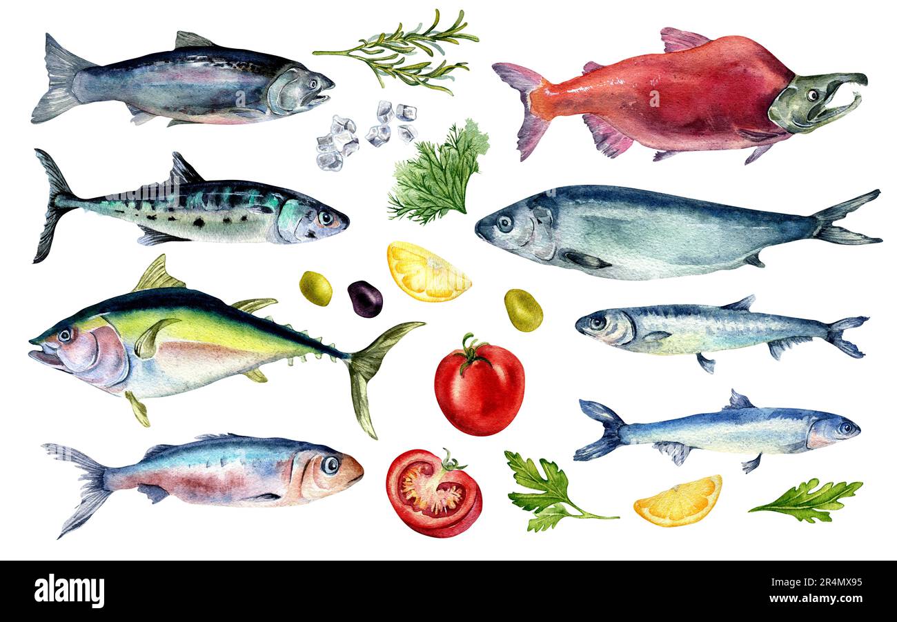 Ensemble de poissons et légumes frais aquarelle illustration isolée sur blanc. Sardine, thon, saumon, hareng, anchois, tomates dessinées à la main. Oreme de conception Banque D'Images